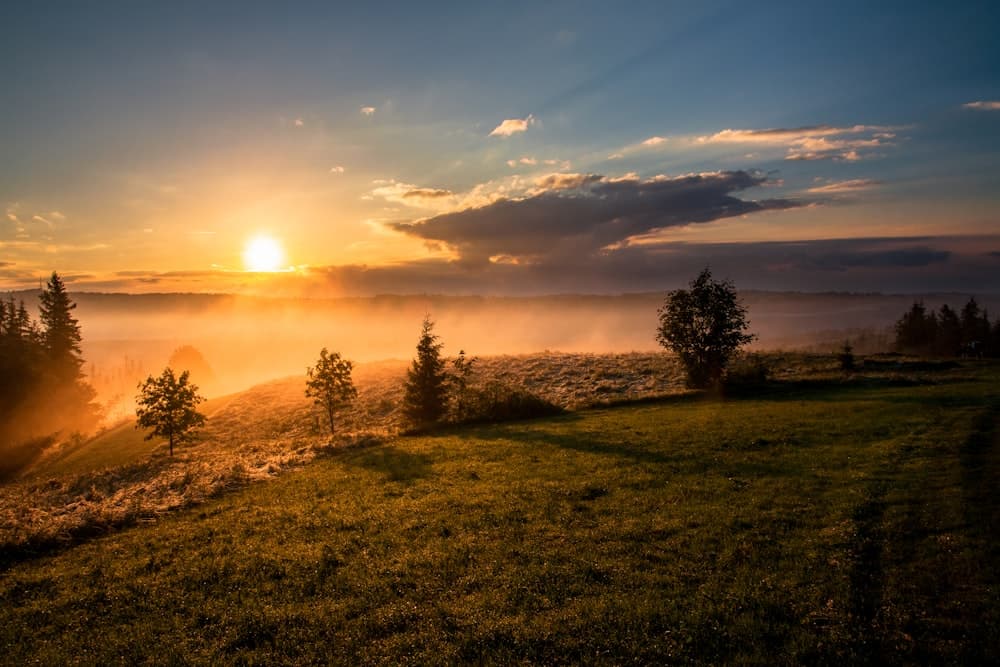 Golden sunrise over an open wildflower field